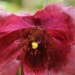 Meconopsis manasluensis Blomma