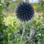 Echinops bannaticus Flower