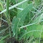 Sonchus maritimus Hostoa