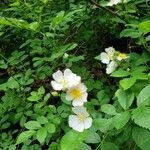 Rosa multiflora Flors