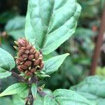 Scutellaria costaricana Fruit