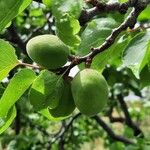 Prunus armeniaca Fruit