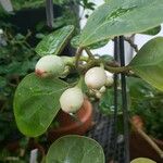 Ficus deltoidea Frukt