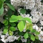 Spiraea × vanhouttei Leht