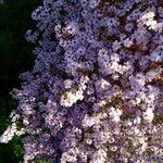 Symphyotrichum novi-belgii Habitus