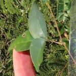 Macrotyloma axillare Leaf