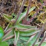Pinguicula alpina Hoja