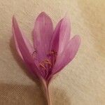 Colchicum bulbocodium Flower