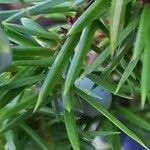 Juniperus communis Blad