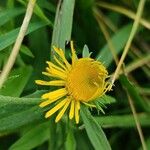 Pentanema britannica Flower