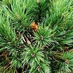 Pinus uncinataBlad