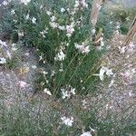 Oenothera lindheimeri Habitus