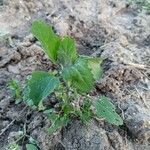 Chenopodium ficifoliumList