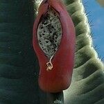 Cereus jamacaru Плод