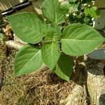 Solanum americanum Hostoa