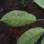 Schefflera decaphylla Blad