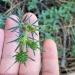 Eryngium tricuspidatum Habitus