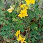 Solanum rostratum Blatt