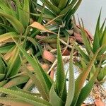 Aloe vaombe Deilen