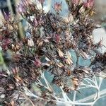 Artemisia dracunculus Ffrwyth