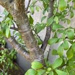 Prunus spinosa Φλοιός