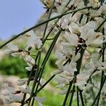 Retama monosperma Flower