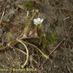 Ranunculus tripartitus Bark