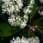 Miconia longifolia Цвят