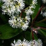 Miconia longifolia Blüte