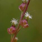 Triglochin palustris Flower