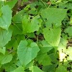 Mikania scandens Leaf