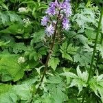 Lactuca alpina Flower