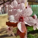 Prunus cerasiferaΛουλούδι