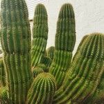 Echinopsis schickendantzii Hoja