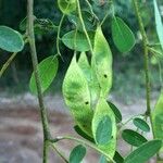 Dalbergia melanoxylon Leaf