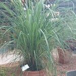 Cymbopogon citratus 葉