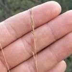 Festuca filiformis Fiore