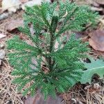 Lycopodium dendroideum Alkat (teljes növény)