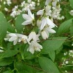 Deutzia gracilisКветка