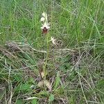 Ophrys × arachnitiformis Habitus