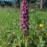 Himantoglossum robertianum Fleur