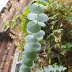 Eucalyptus pulverulenta Blad