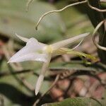 Angraecum angustipetalum Flower