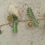 Tribulus terrestris Leaf