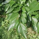 Morus indica Blatt