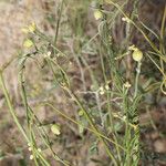 Cassytha filiformis ഫലം