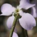 Matthiola lunata Flower