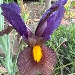 Iris spuria Flower