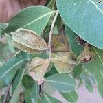 Terminalia arjuna ഇല