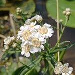 Achillea ptarmica Květ